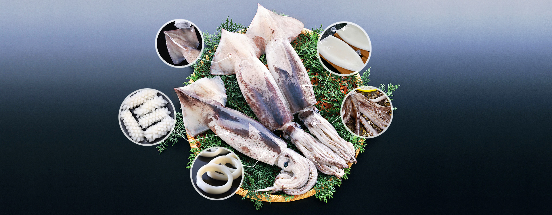 Low price Giant squid supplier(s) china