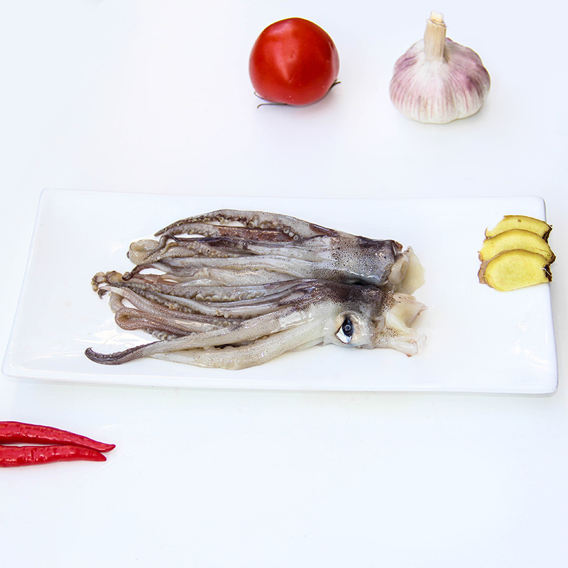 Low price Indian ocean squid supplier(s) china