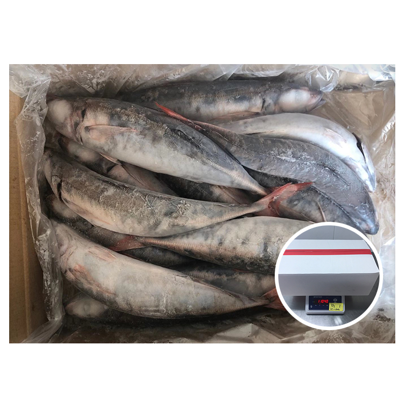 Low price Red tail horse mackerel supplier(s) china