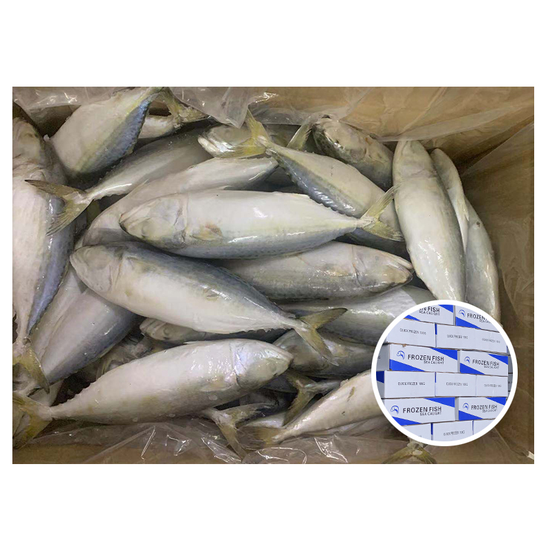 Wholesale Indian mackerel china