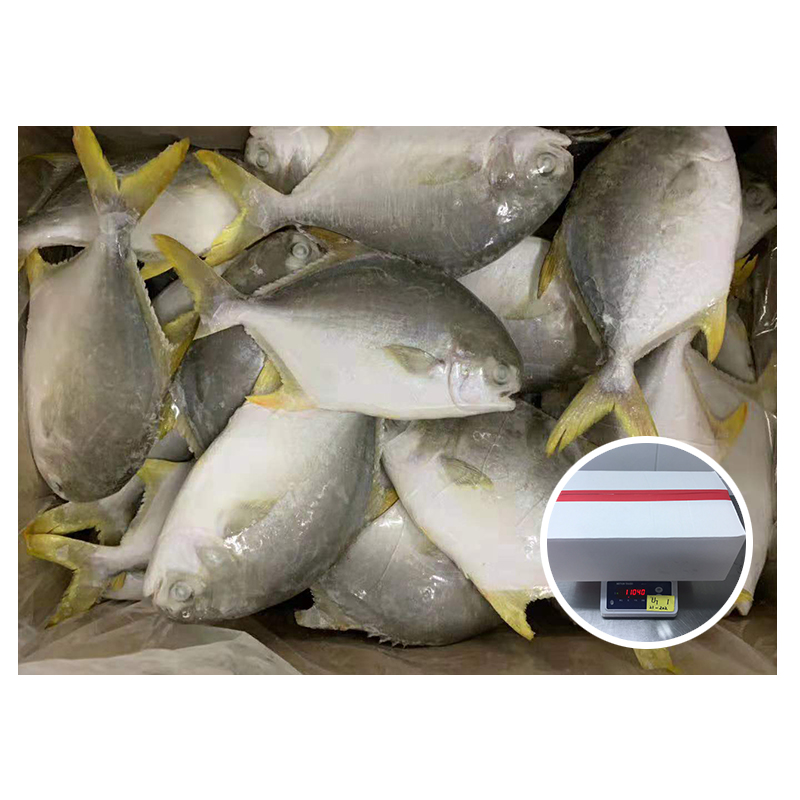 Low price Golden pomfret supplier(s) china